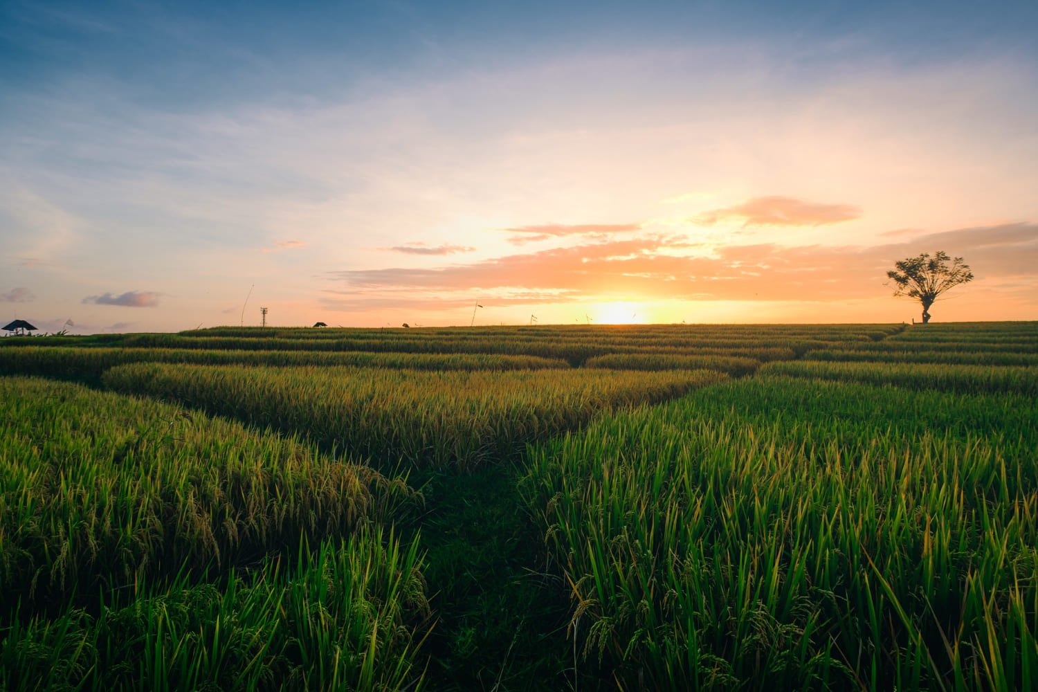 Citsa Agriculture | How Citsa Tarım Products Support Grower Success