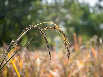 Citsa Agriculture | What Does Slowed Plant Growth Indicate?